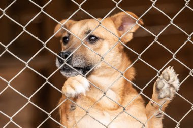 Köpek barınağında evsiz bir köpek.