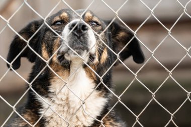 Köpek barınağında evsiz bir köpek.