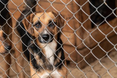 Köpek barınağında evsiz bir köpek.