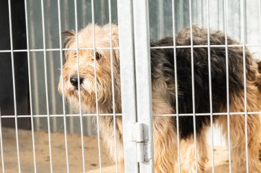 Köpek barınağında evsiz bir köpek.