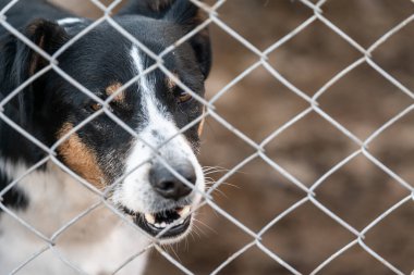 Köpek barınağında evsiz bir köpek.