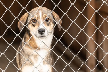 Köpek barınağında evsiz bir köpek.