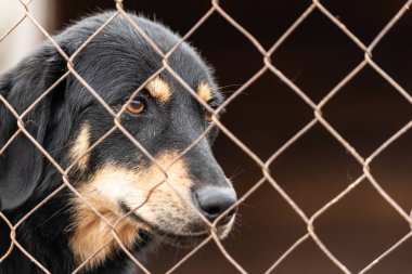 Köpek barınağında evsiz bir köpek.