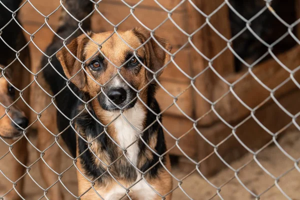 Köpek barınağında evsiz bir köpek. — Stok fotoğraf