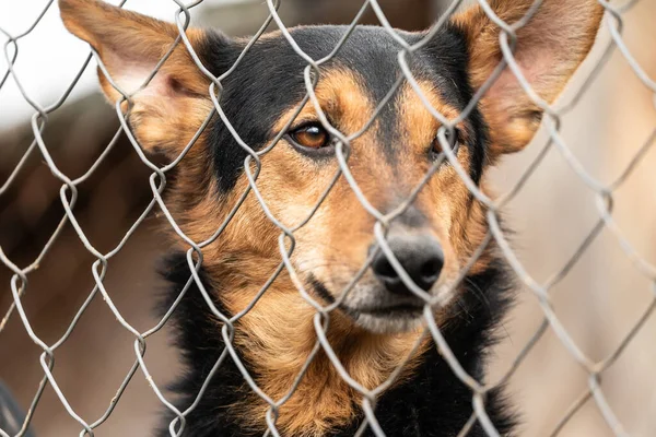 Cão sem-teto em um abrigo para cães — Fotografia de Stock