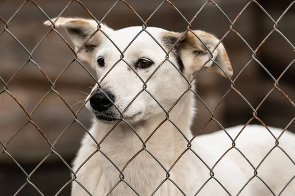 Hajléktalan kutya egy menhelyen kutyák számára — Stock Fotó