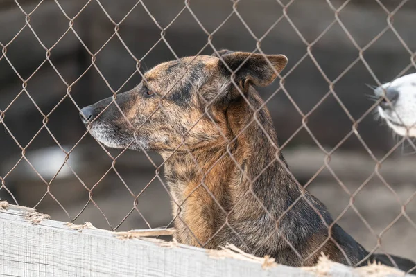 Perro sin hogar en un refugio para perros — Foto de Stock