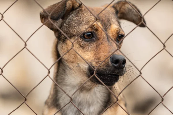 Köpek barınağında evsiz bir köpek. — Stok fotoğraf