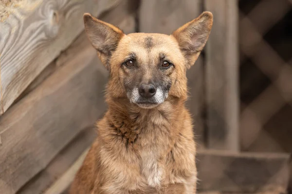Köpek barınağında evsiz bir köpek.
