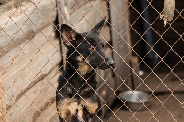 Cão sem-teto em um abrigo para cães — Fotografia de Stock