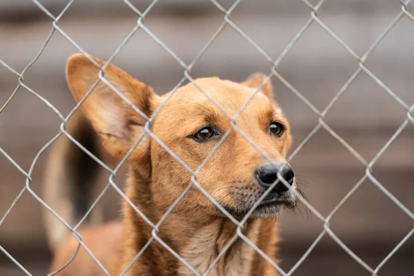 Бездомная собака в приюте для собак — стоковое фото