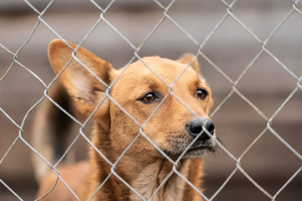 Köpek barınağında evsiz bir köpek. — Stok fotoğraf