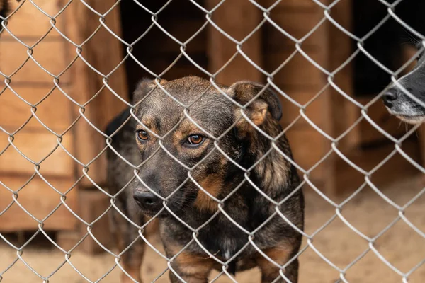 Köpek barınağında evsiz bir köpek. — Stok fotoğraf