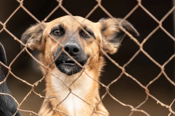 Cane senzatetto in un rifugio per cani — Foto Stock