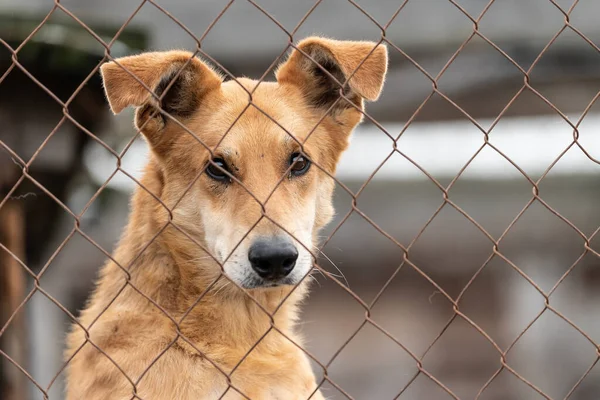 Cão sem-teto em um abrigo para cães — Fotografia de Stock