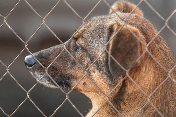 Cão sem-teto em um abrigo para cães — Fotografia de Stock