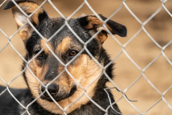 Cão sem-teto em um abrigo para cães — Fotografia de Stock