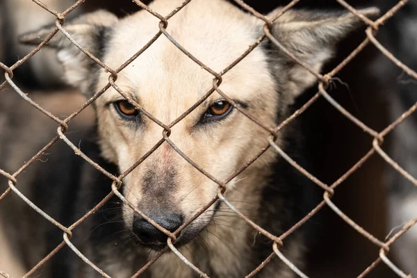 Köpek barınağında evsiz bir köpek. — Stok fotoğraf