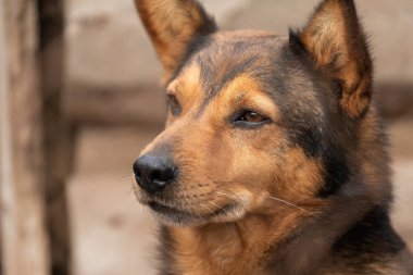 Köpek barınağında evsiz bir köpek.