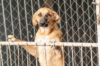 Köpek barınağında evsiz bir köpek.