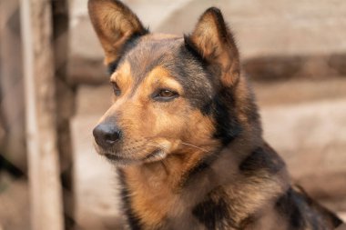 Köpek barınağında evsiz bir köpek.