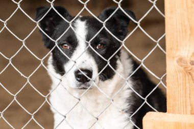 Köpek barınağında evsiz bir köpek.