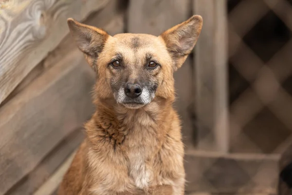 Perro sin hogar en un refugio para perros — Foto de Stock