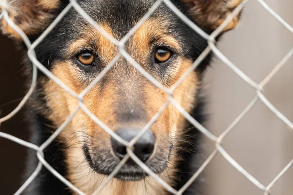 Cane senzatetto in un rifugio per cani — Foto Stock
