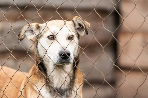 Homeless dog in a shelter for dogs — Stock Photo, Image