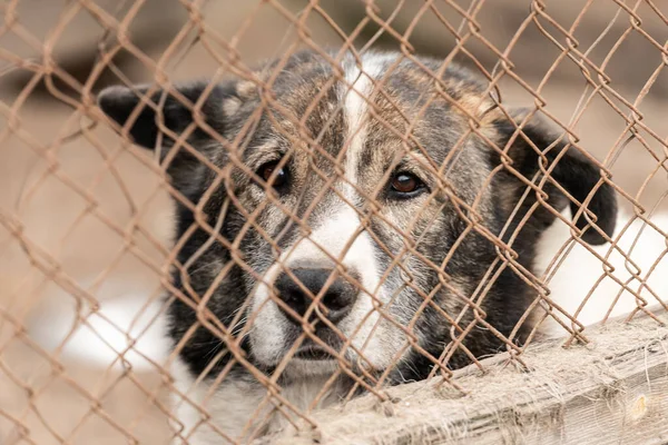 Cane senzatetto in un rifugio per cani — Foto Stock