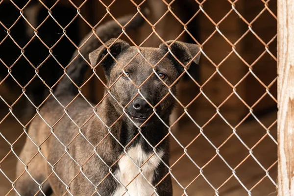 Köpek barınağında evsiz bir köpek. — Stok fotoğraf