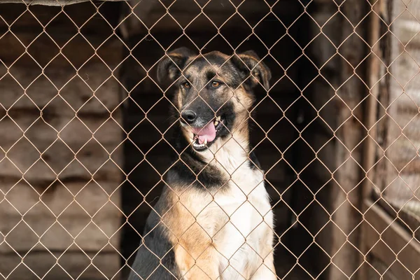 Perro sin hogar en un refugio para perros — Foto de Stock