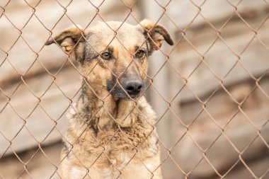 Köpek barınağında evsiz bir köpek.