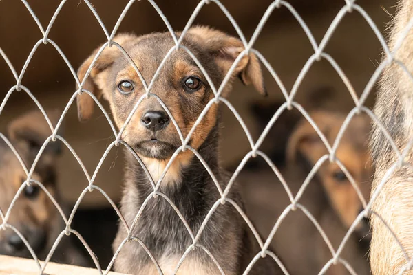 Homeless dog in a shelter for dogs — Stock Photo, Image