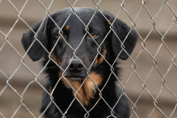 Cão sem-teto em um abrigo para cães — Fotografia de Stock