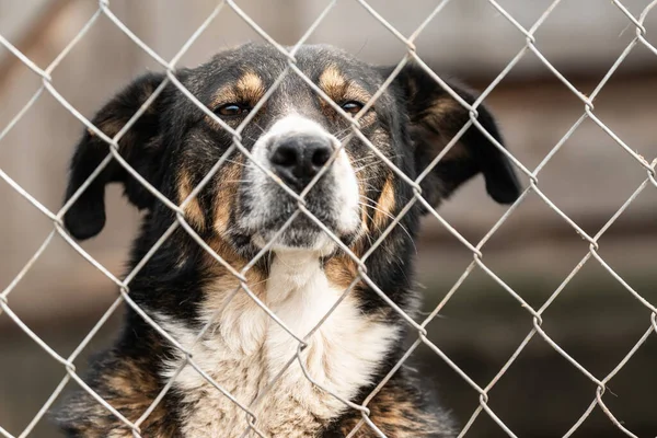 Cão sem-teto em um abrigo para cães — Fotografia de Stock