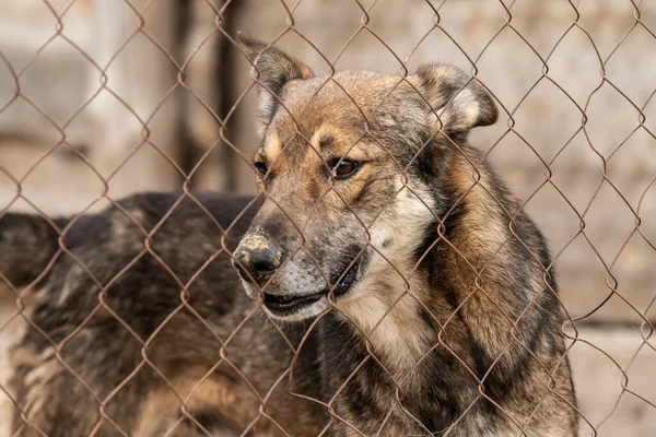 Cão sem-teto em um abrigo para cães — Fotografia de Stock