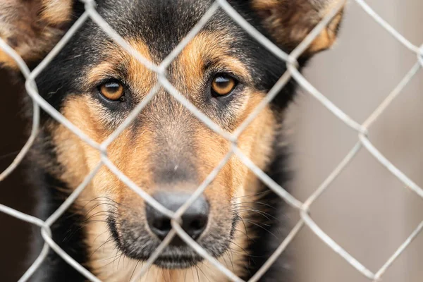 Köpek barınağında evsiz bir köpek. — Stok fotoğraf