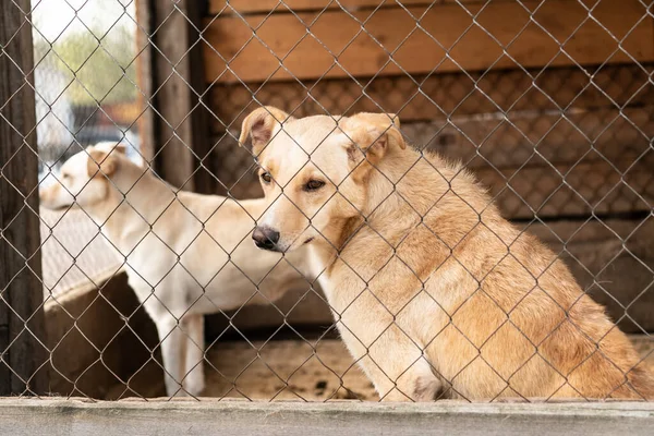 Perros en el refugio para perros sin hogar. Los perros abandonados — Foto de Stock