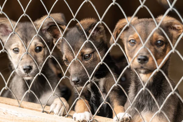 Dogs at the homeless dog shelter. Abandoned dogs — Stock Photo, Image