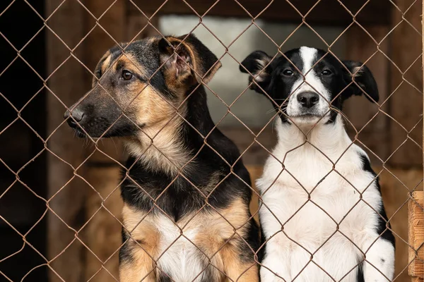 Evsiz köpek barınağındaki köpekler. Terk edilmiş köpekler.