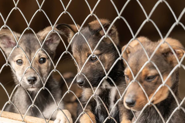 Evsiz köpek barınağındaki köpekler. Terk edilmiş köpekler. — Stok fotoğraf