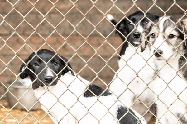 Evsiz köpek barınağındaki köpekler. Terk edilmiş köpekler.