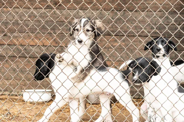 Hundar på härbärget. Övergivna hundar — Stockfoto