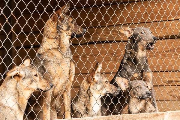 Perros en el refugio para perros sin hogar. Los perros abandonados — Foto de Stock