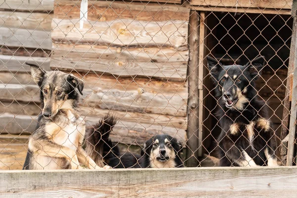 Hundar på härbärget. Övergivna hundar — Stockfoto