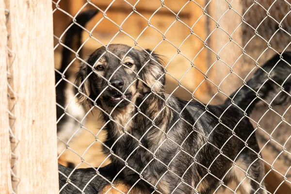 Perros en el refugio para perros sin hogar. Los perros abandonados — Foto de Stock