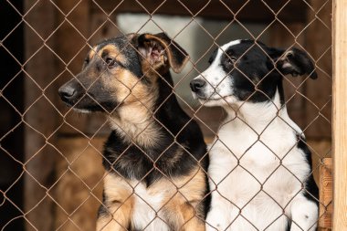 Evsiz köpek barınağındaki köpekler. Terk edilmiş köpekler.