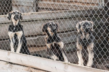Evsiz köpek barınağındaki köpekler. Terk edilmiş köpekler.