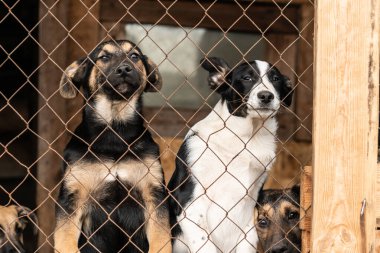 Evsiz köpek barınağındaki köpekler. Terk edilmiş köpekler.